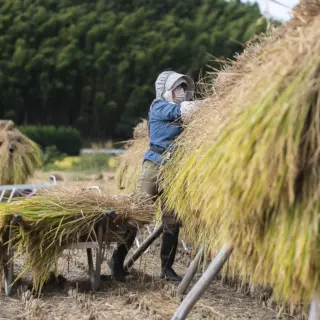 福岡正信自然農園 official site | 自然農法 わら一本の革命