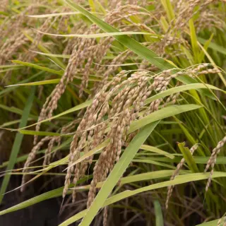 福岡正信自然農園 official site | 自然農法 わら一本の革命