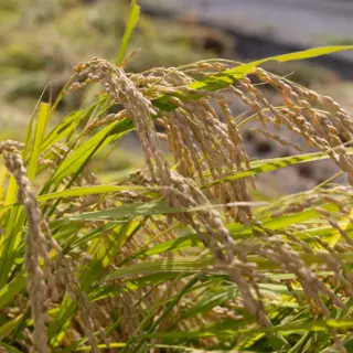 福岡正信自然農園 official site | 自然農法 わら一本の革命