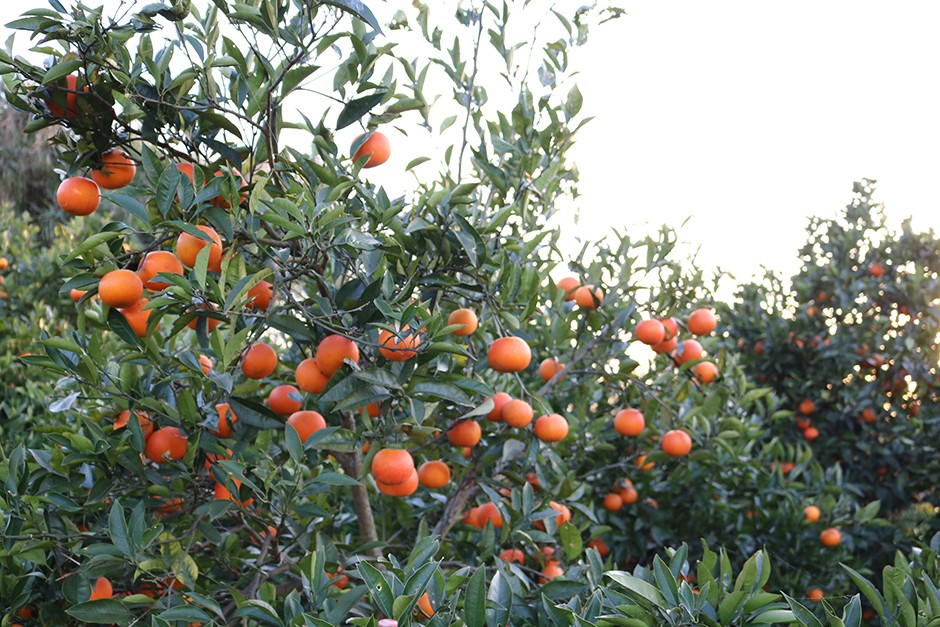 木成りのブラッドオレンジ
